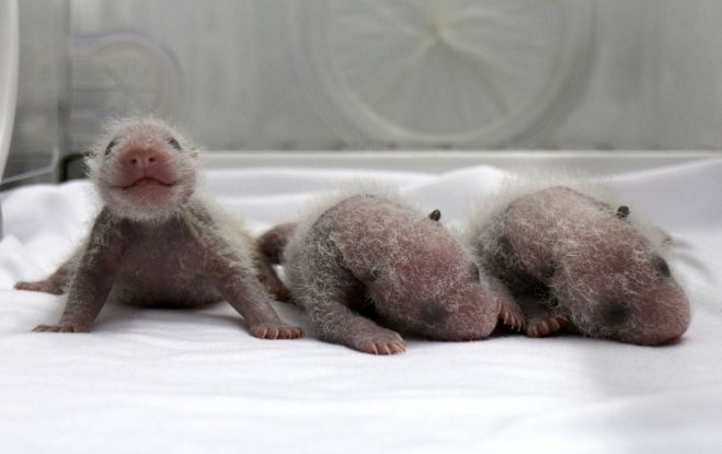 Três irmãos gémeos panda nascidos num parque zoológico de Guanzhou, na China.   